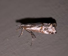 Hednota longipalpella