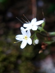 Myosotis brockiei