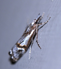 Hednota longipalpella