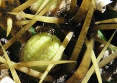 Liometopum apiculatum