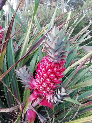 Pineapple plant with fruit
