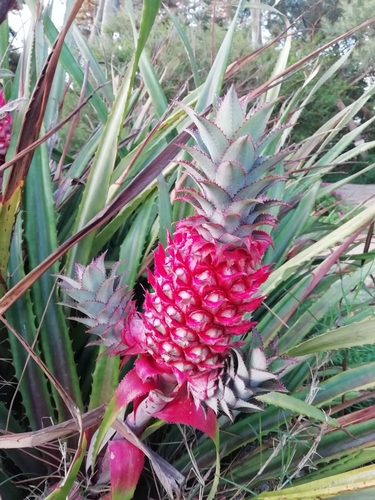 Pineapple fruit close-up