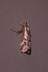Hednota longipalpella