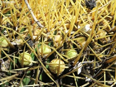 Liometopum apiculatum