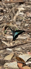 Graphium