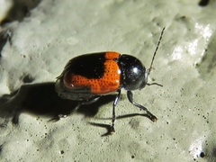 Cryptocephalus notatus