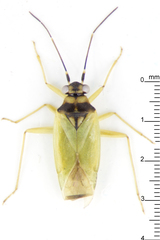 Cyrtorhinus