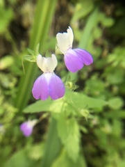 Collinsia multicolor