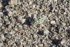 Anthocharidini