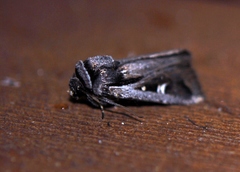 Proteuxoa chrysospila