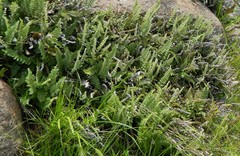 Cheilanthes buchtienii