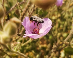 Megachile saulcyi