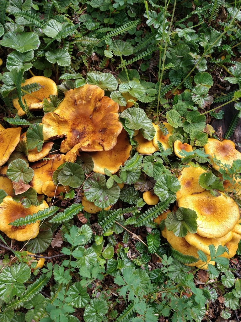 Austropaxillus statuum · February 2022 · photo: © pablo_jusim (iNaturalist, cc-by)
