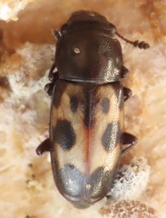 Glischrochilus confluentus