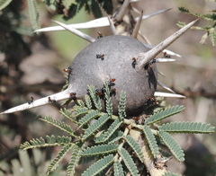 Crematogaster nigriceps
