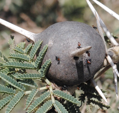 Crematogaster nigriceps