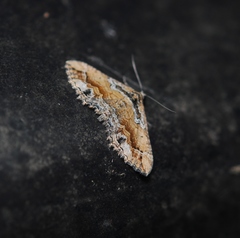 Chrysolarentia leucophanes