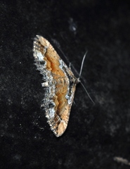 Chrysolarentia leucophanes