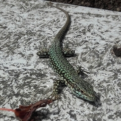 Podarcis muralis
