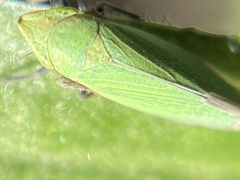 Draeculacephala minerva