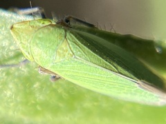 Draeculacephala minerva