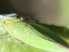 Draeculacephala minerva