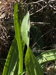 Draeculacephala minerva