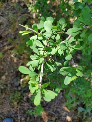 Condalia globosa