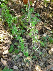 Condalia globosa