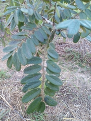 Lonchocarpus rugosus