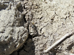 Camponotus pellarius