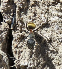 Camponotus pellarius