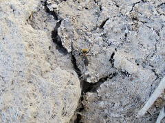 Camponotus pellarius