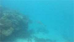 Carcharhinus melanopterus