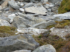 Melanodera xanthogramma