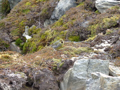 Melanodera xanthogramma