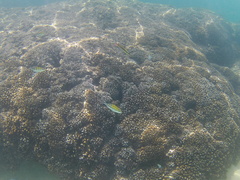 Thalassoma lucasanum