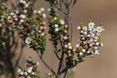 Thryptomene micrantha