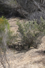 Thryptomene micrantha