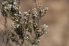 Thryptomene micrantha