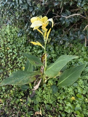 Canna flaccida