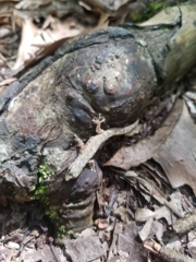 Lygodactylus capensis