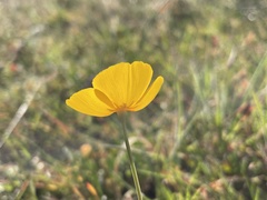 Eschscholzia lobbii
