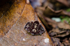 Cryptocellus