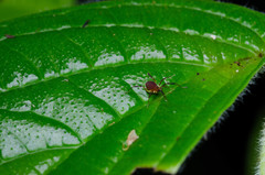 Zalmoxidae