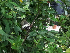 Papilio demoleus malayanus