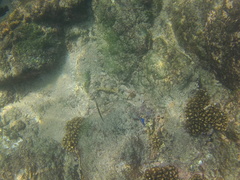 Microspathodon dorsalis