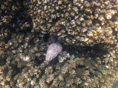 Fasciolariidae