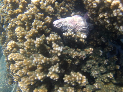 Fasciolariidae