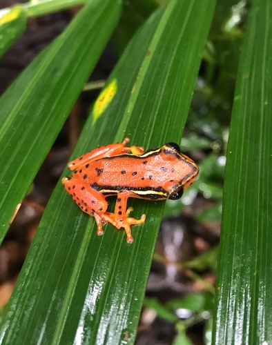 Mitchell's Reed Frog, Hyperolius mitchelli
